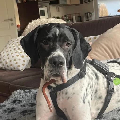 Kalle (FB), male Mixed Breed for adoption at Tierhilfe Fuerteventura, Dransfeld