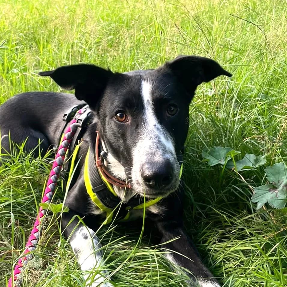 Sky (SW), male Mixed Breed for adoption at Tierhilfe Fuerteventura, Dransfeld