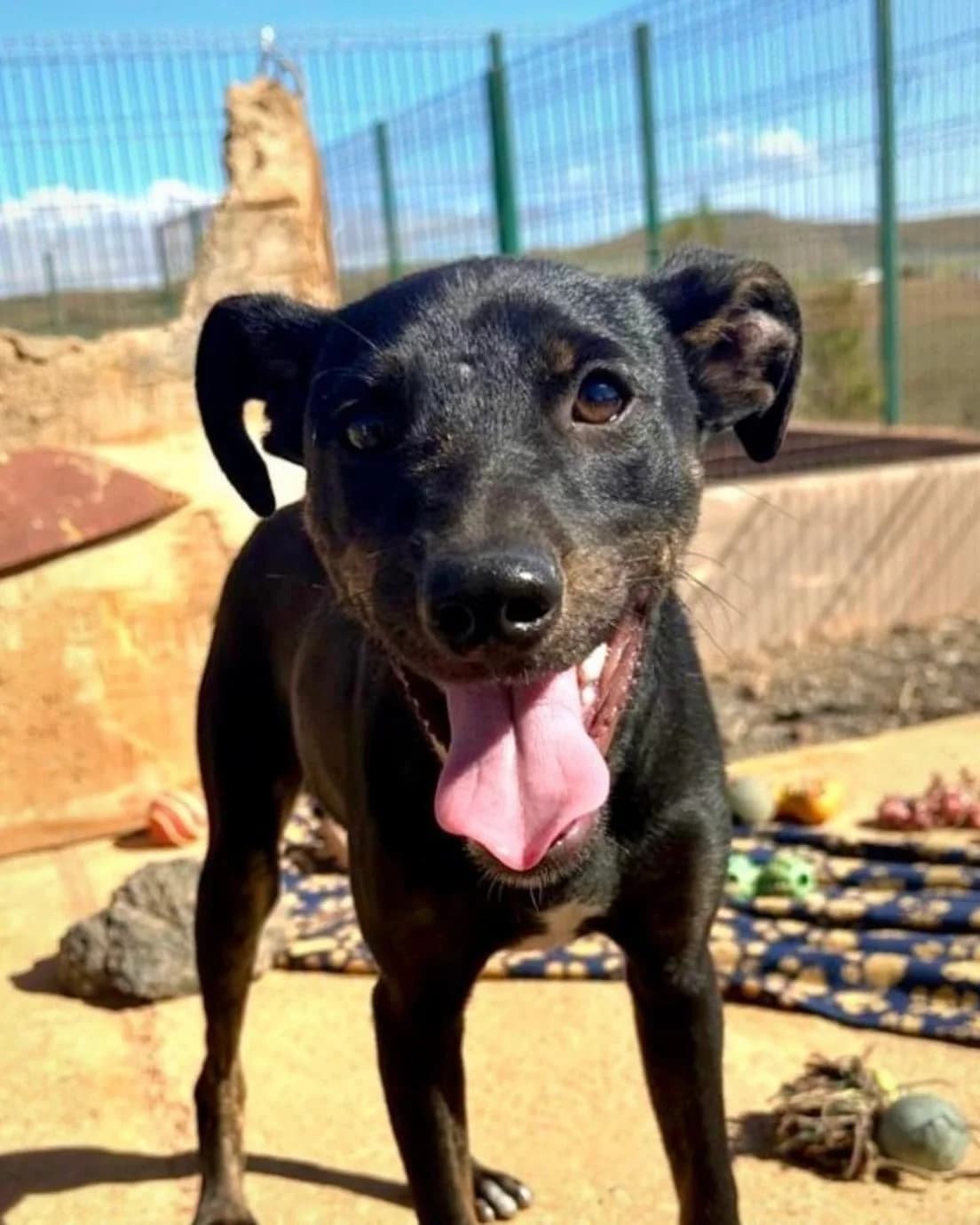 Simba (SW), male Mixed Breed for adoption at Tierhilfe Fuerteventura, Dransfeld