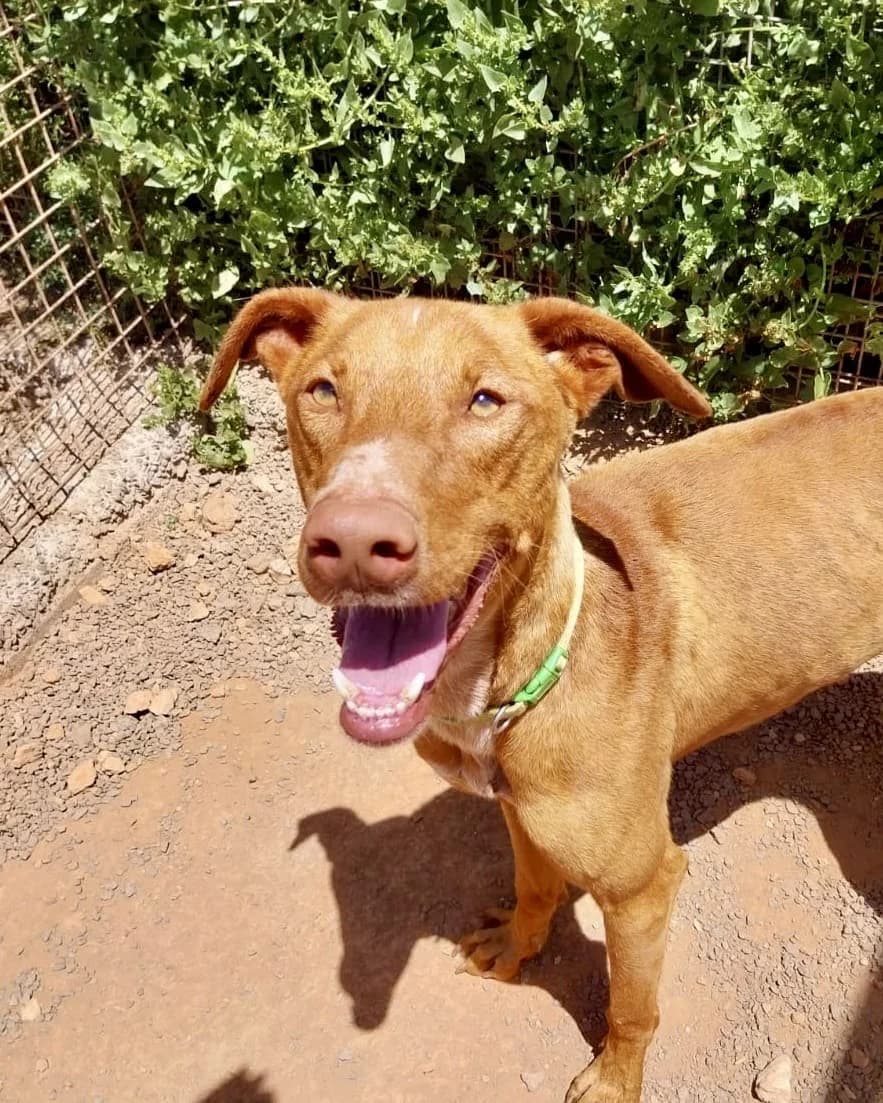 Ravi, male Mixed Breed for adoption at Tierhilfe Fuerteventura, Dransfeld