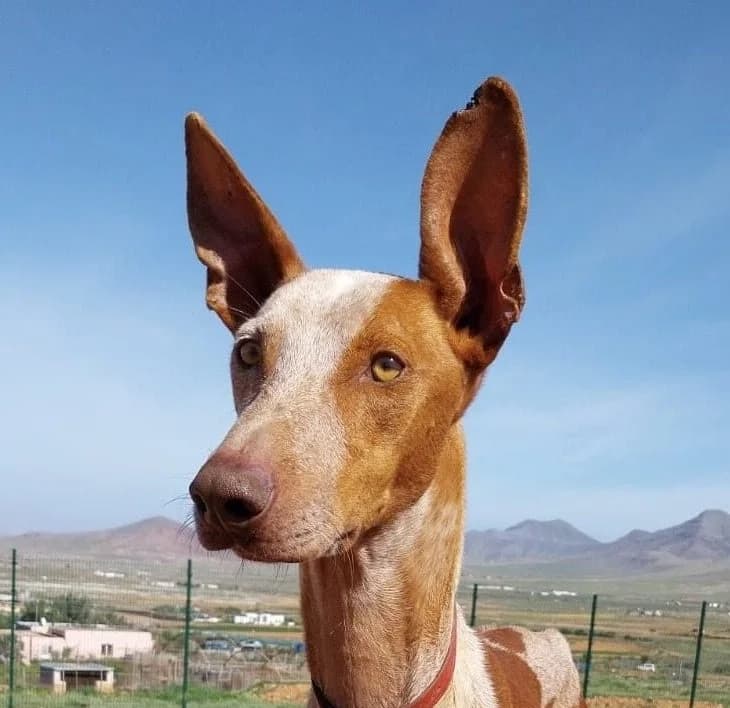 Jaro, male Mixed Breed for adoption at Tierhilfe Fuerteventura, Dransfeld