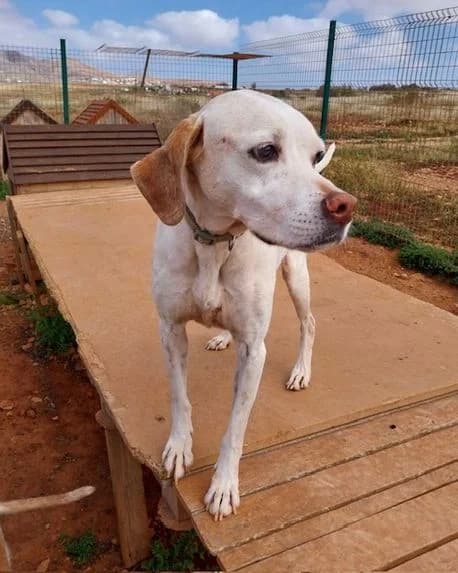 Pierre (FB), male Mixed Breed for adoption at Tierhilfe Fuerteventura, Dransfeld