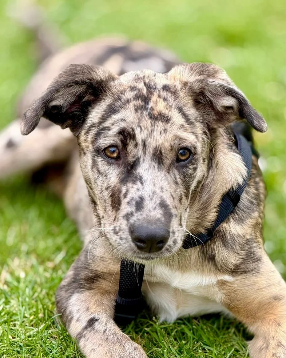 Darwin (SWe), male Mixed Breed for adoption at Tierhilfe Fuerteventura, Dransfeld