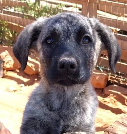 Otis (SWe), male puppy Mixed Breed for adoption at Tierhilfe Fuerteventura, Dransfeld