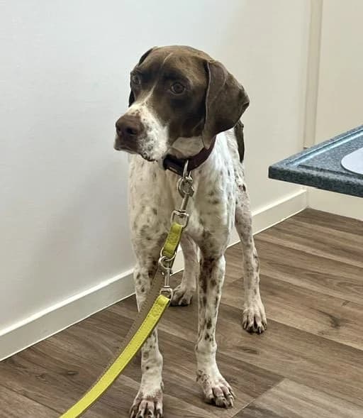 Scoot (FB), puppy Mixed Breed for adoption at Tierhilfe Fuerteventura, Dransfeld