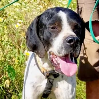 Linares (TW), male Mixed Breed for adoption at Tierhilfe Fuerteventura, Dransfeld