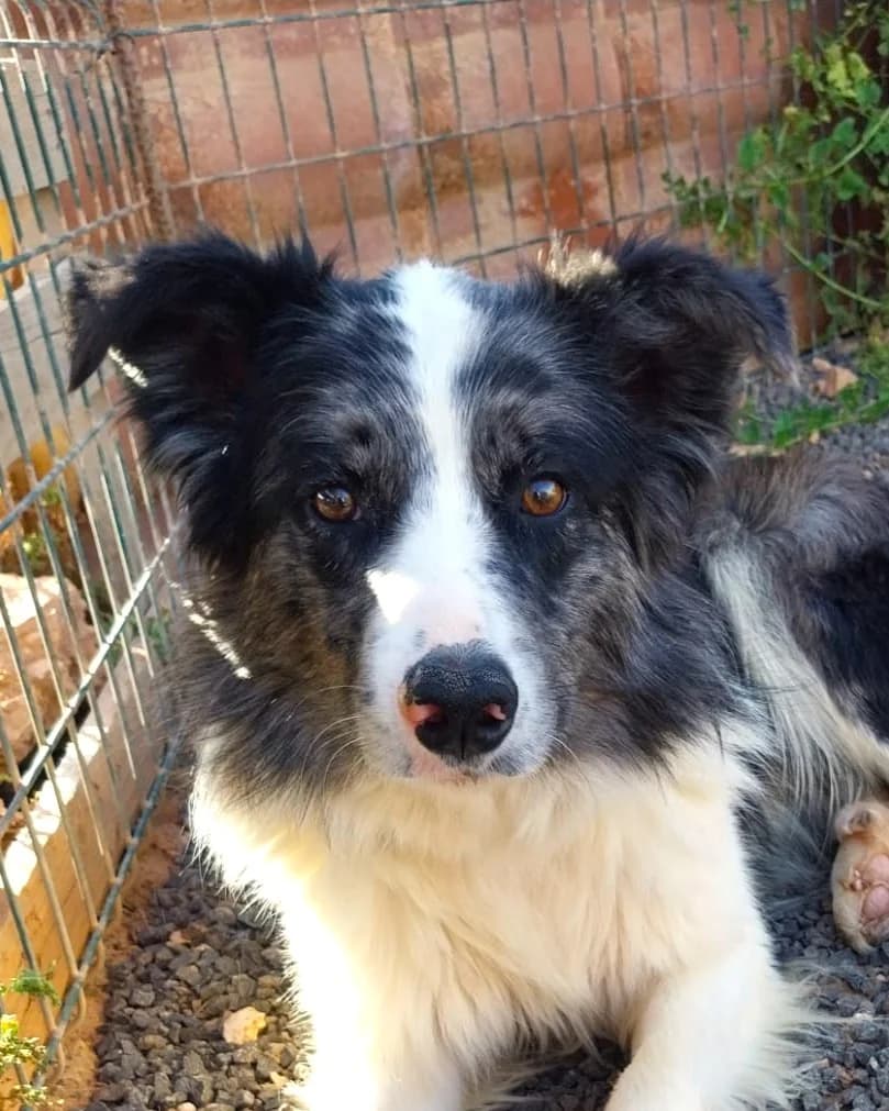 Makaio, male puppy Mixed Breed for adoption at Tierhilfe Fuerteventura, Dransfeld