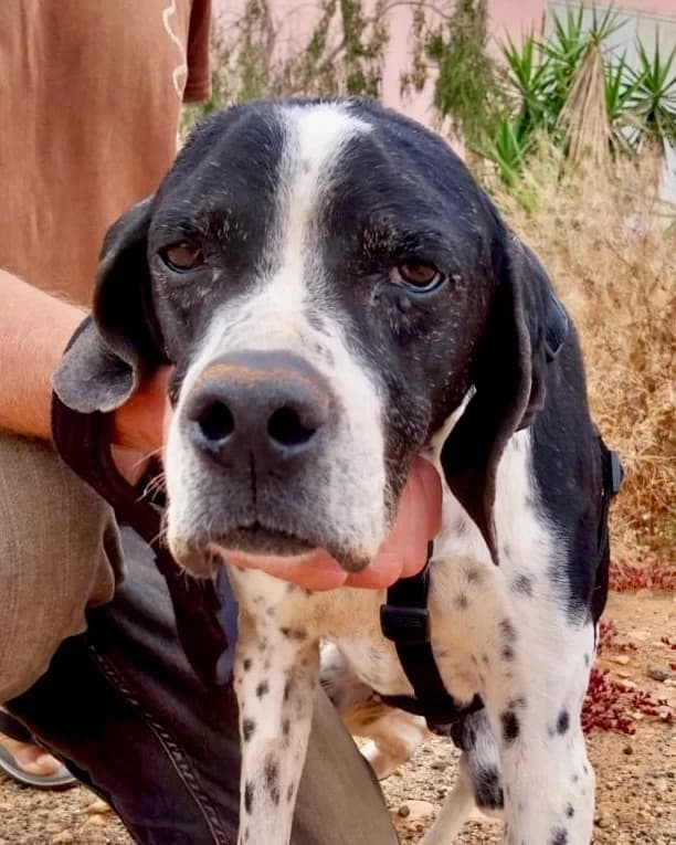 Mancha, male Mixed Breed for adoption at Tierhilfe Fuerteventura, Dransfeld