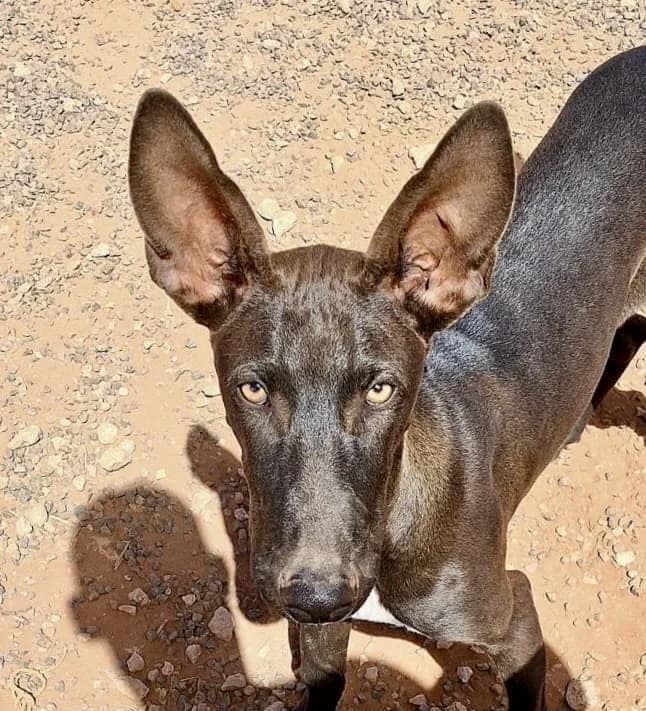 Houdini, male Mixed Breed for adoption at Tierhilfe Fuerteventura, Dransfeld