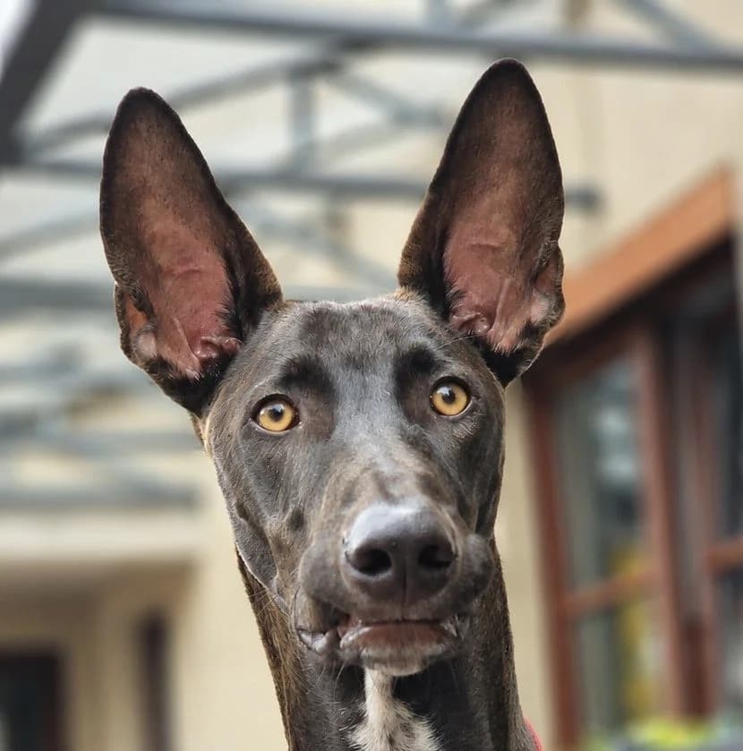 Houdini, puppy Mixed Breed for adoption at Tierhilfe Fuerteventura, Dransfeld