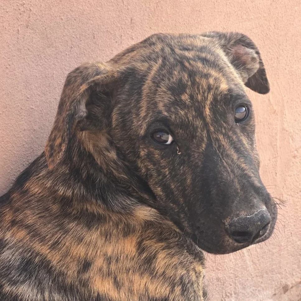 Ricardo, male Mixed Breed for adoption at Tierhilfe Fuerteventura, Dransfeld