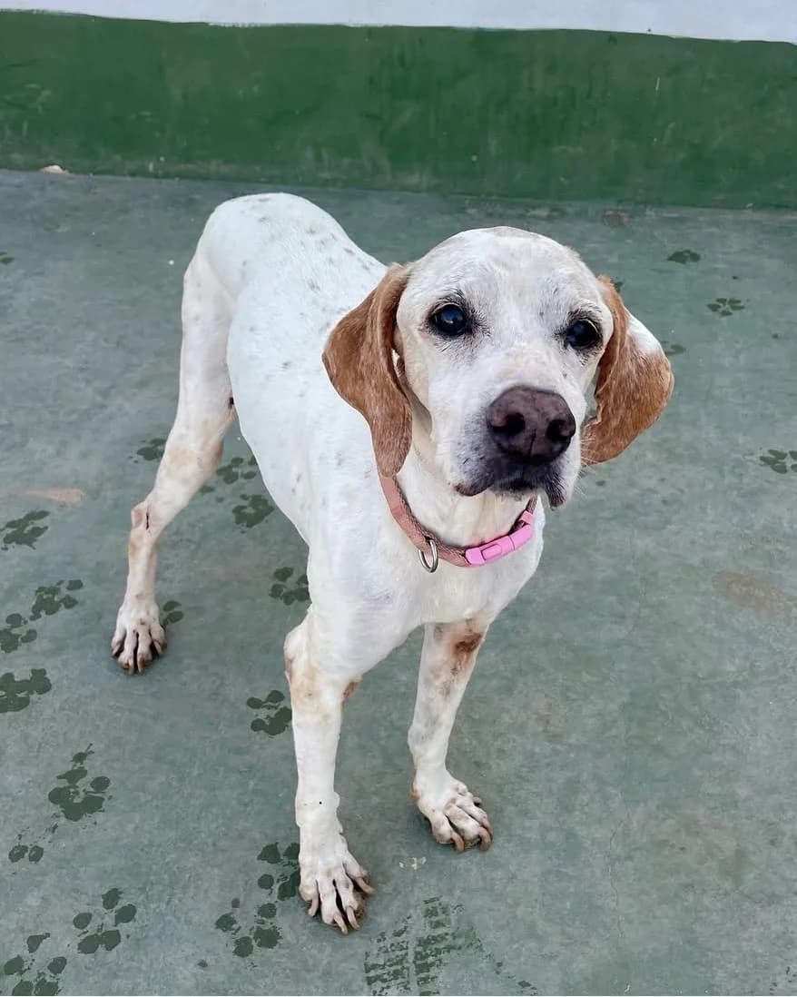 Philo, male Mixed Breed for adoption at Tierhilfe Fuerteventura, Dransfeld