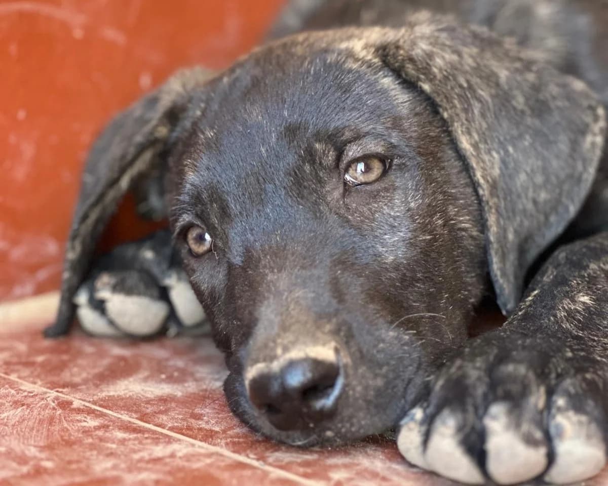 Yaro (UD), male Mixed Breed for adoption at Tierhilfe Fuerteventura, Dransfeld