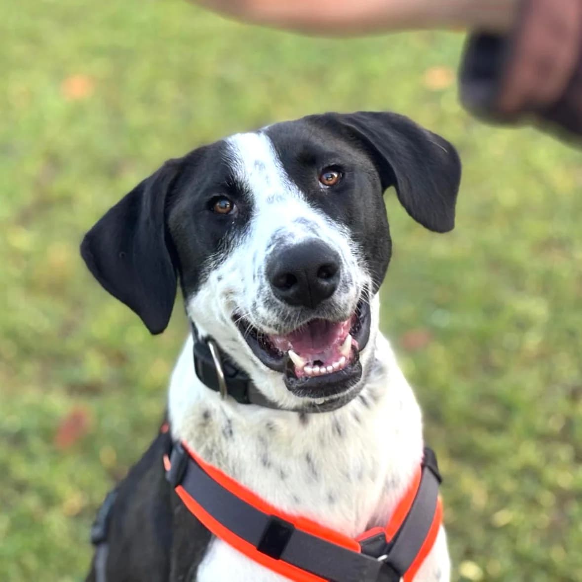 Smiley, male young Mixed Breed for adoption at Tierhilfe Fuerteventura, Dransfeld