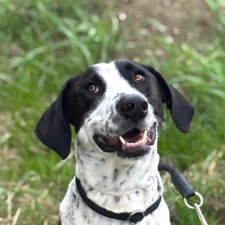 Smiley, Mixed Breed for adoption at Tierhilfe Fuerteventura, Dransfeld