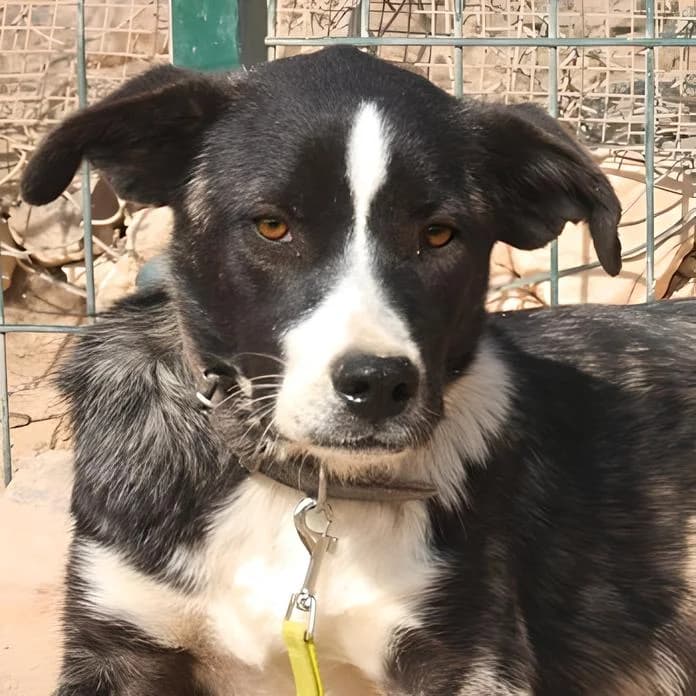 Aday (SWe), male Mixed Breed for adoption at Tierhilfe Fuerteventura, Dransfeld