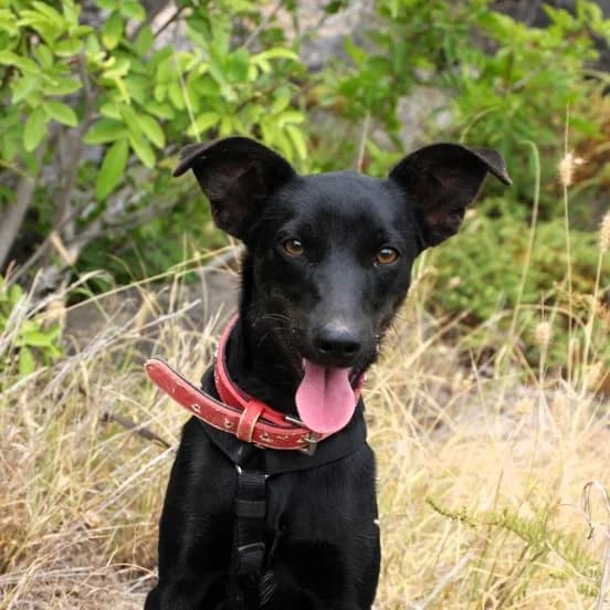Foxi (AR), male young Mixed Breed for adoption at Tierhilfe Fuerteventura, Dransfeld