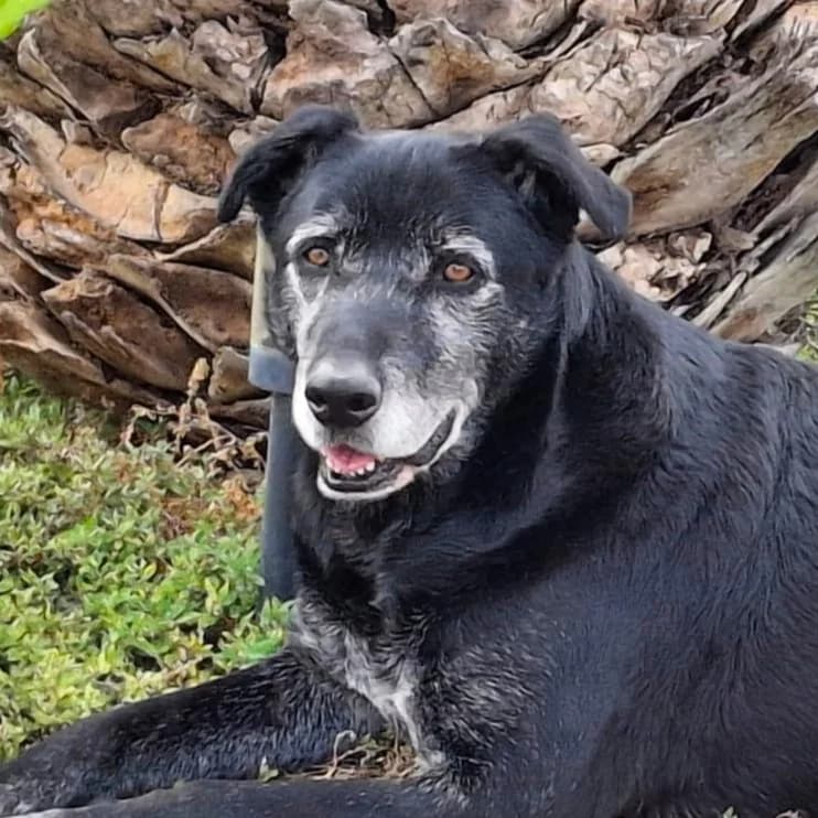 Oscar (SW), male Mixed Breed for adoption at Tierhilfe Fuerteventura, Dransfeld