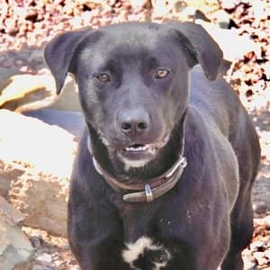 Arturo (SWe), male young Mixed Breed for adoption at Tierhilfe Fuerteventura, Dransfeld