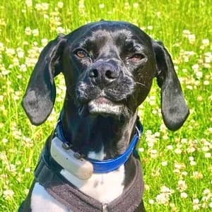 Copito, male 3yo Mixed Breed for adoption at Tierhilfe Fuerteventura, Dransfeld