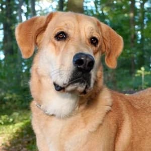 Tay, male Mixed Breed for adoption at Tierhilfe Fuerteventura, Dransfeld