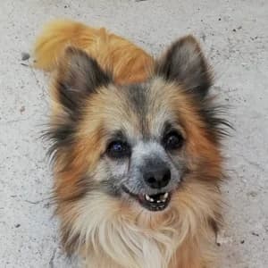 Fredo (SW), male Mixed Breed for adoption at Tierhilfe Fuerteventura, Dransfeld