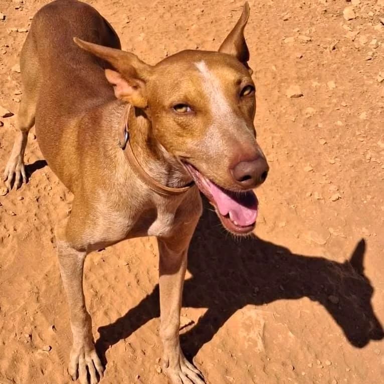Amadou, male Mixed Breed for adoption at Tierhilfe Fuerteventura, Dransfeld