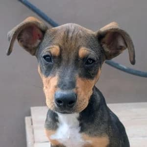 Fiete (AR), male Mixed Breed for adoption at Tierhilfe Fuerteventura, Dransfeld