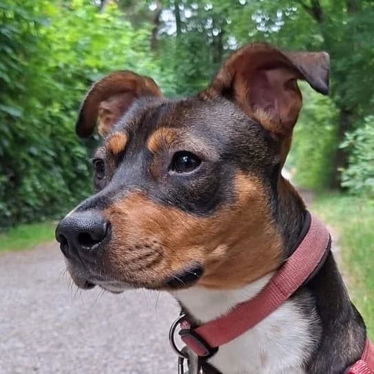Fiete, Mixed Breed for adoption at Tierhilfe Fuerteventura, Dransfeld