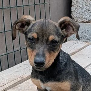 Fred (AR), male young Mixed Breed for adoption at Tierhilfe Fuerteventura, Dransfeld