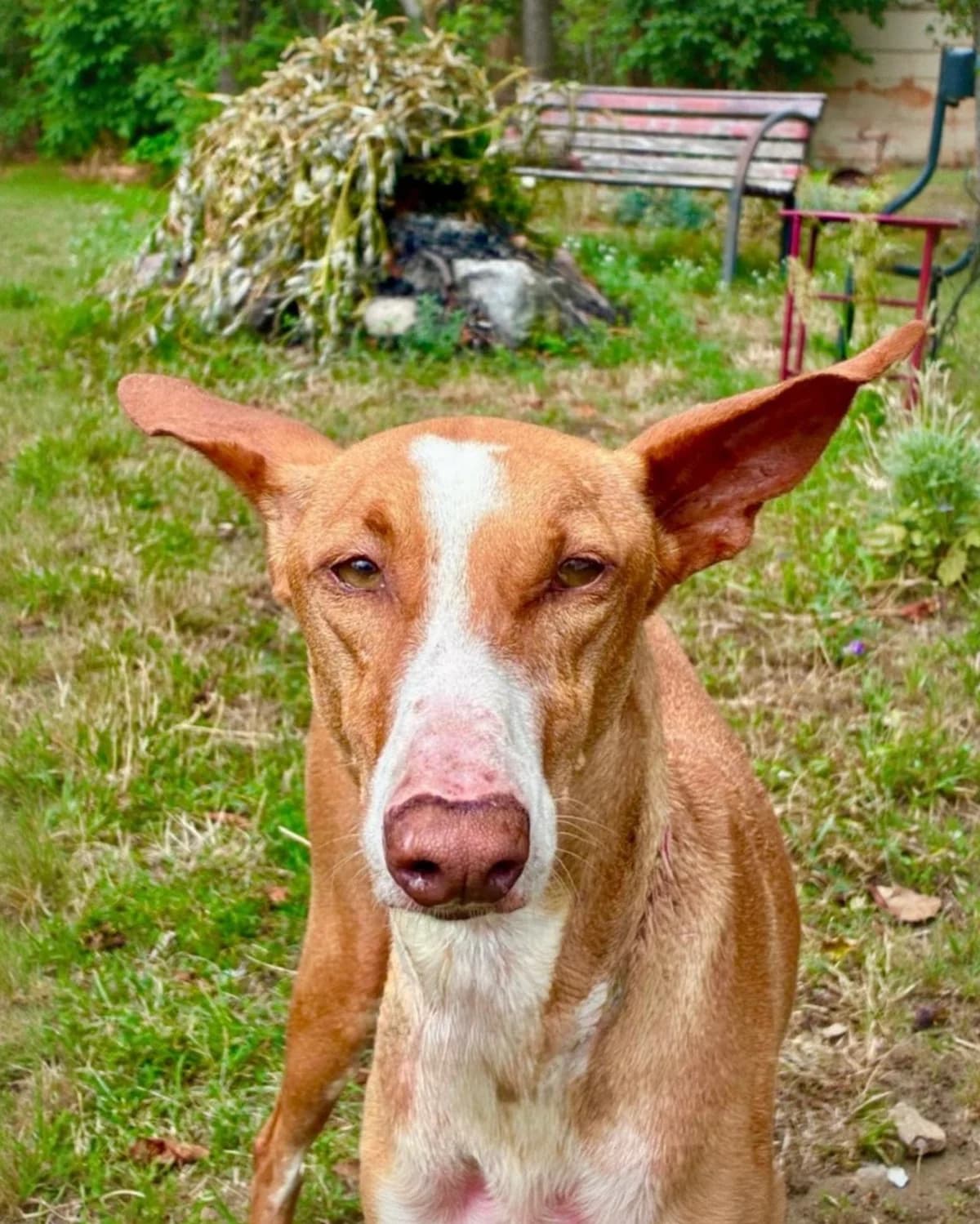 Sofi, male Mixed Breed for adoption at Tierhilfe Fuerteventura, Dransfeld
