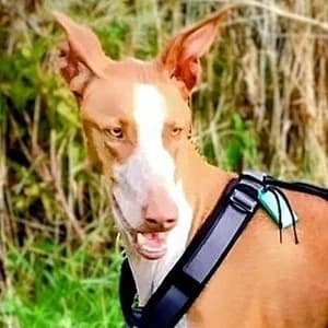 Norbert (MA), male Mixed Breed for adoption at Tierhilfe Fuerteventura, Dransfeld