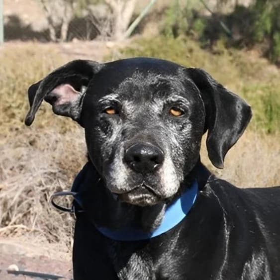 Thor, Mixed Breed for adoption at Tierhilfe Fuerteventura, Dransfeld