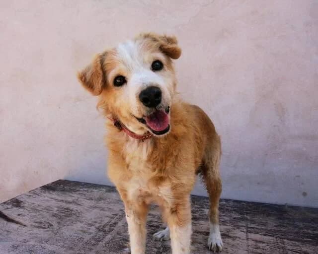 Buddha (SW), male Mixed Breed for adoption at Tierhilfe Fuerteventura, Dransfeld