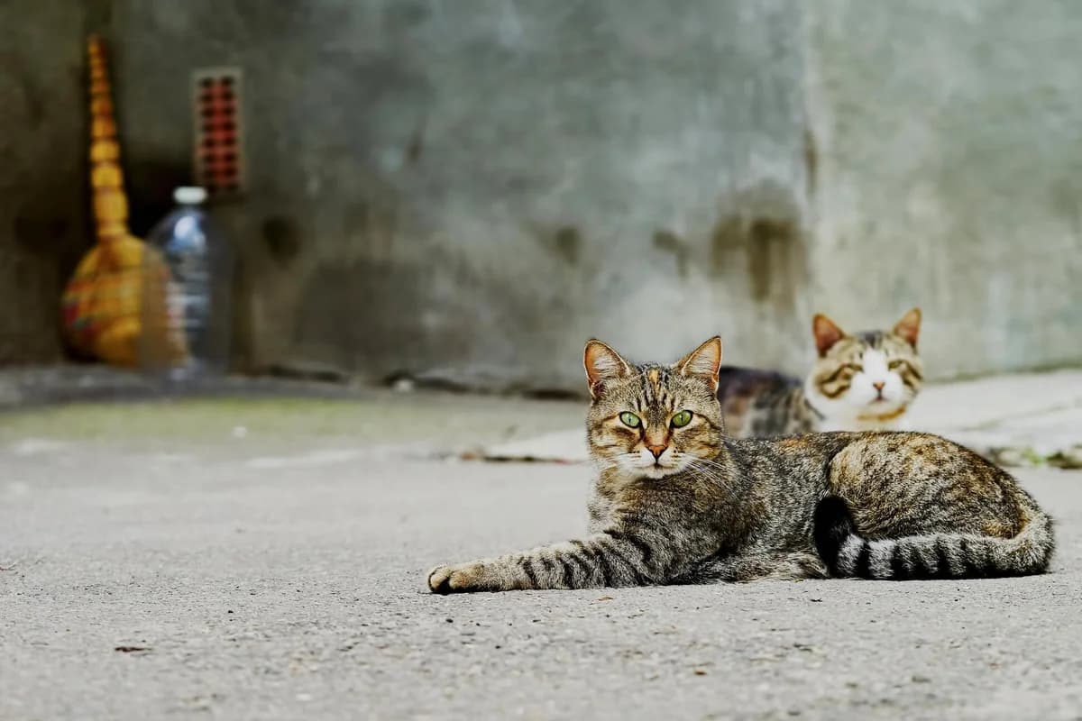Straßenkatzen in München, Mixed Breed for adoption at Tierhilfe Fünfseenland (Munich area), Munich