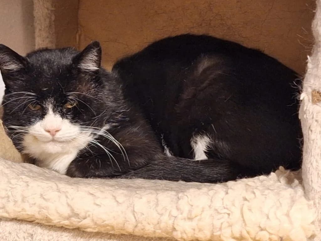 Emil, male senior Mixed Breed for adoption at Tierhilfe Kelheim/Abensberg e.V., Kelheim