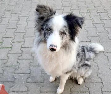 Gringo, male young Mixed Breed for adoption at Tierhilfe Kelheim/Abensberg e.V., Kelheim