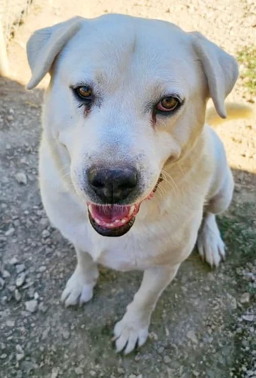 Max, male 5yo Mixed Breed for adoption at Tierhilfe Korfu e.V., Ratingen