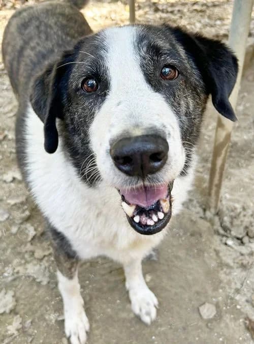 Malina, female 7yo Mixed Breed for adoption at Tierhilfe Korfu e.V., Ratingen