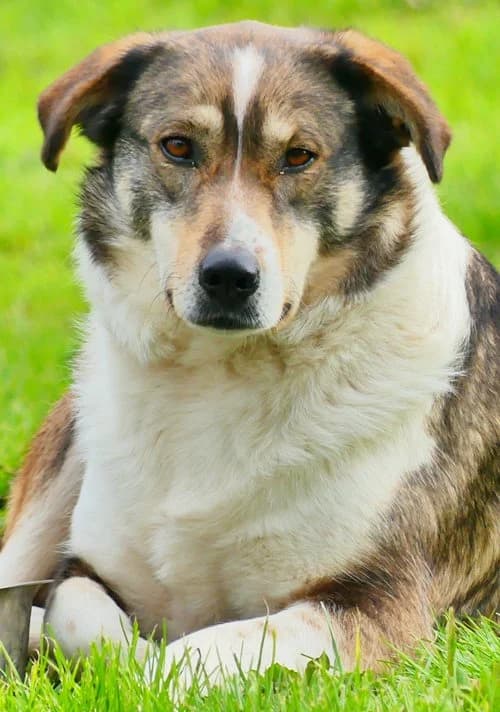 Ruth, female 4yo Mixed Breed for adoption at Tierhilfe Korfu e.V., Ratingen