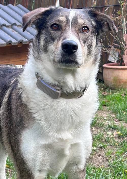 Ruth, female 5yo Mixed Breed for adoption at Tierhilfe Korfu e.V., Ratingen