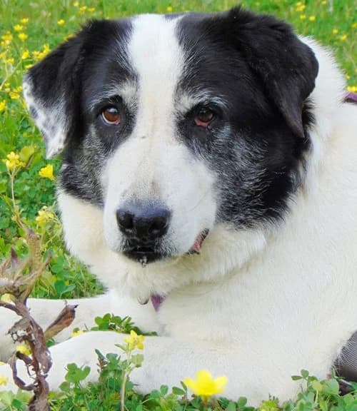 Dorly, female senior Mixed Breed for adoption at Tierhilfe Korfu e.V., Ratingen