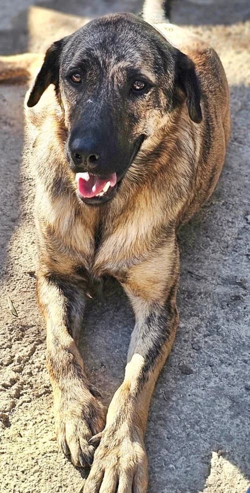 Winnie, male 3yo Mixed Breed for adoption at Tierhilfe Korfu e.V., Ratingen