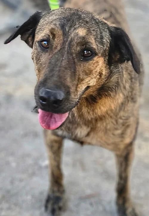 Milo, male 3yo Mixed Breed for adoption at Tierhilfe Korfu e.V., Ratingen