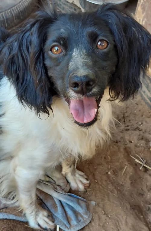 Elma, female 6yo Mixed Breed for adoption at Tierhilfe Korfu e.V., Ratingen
