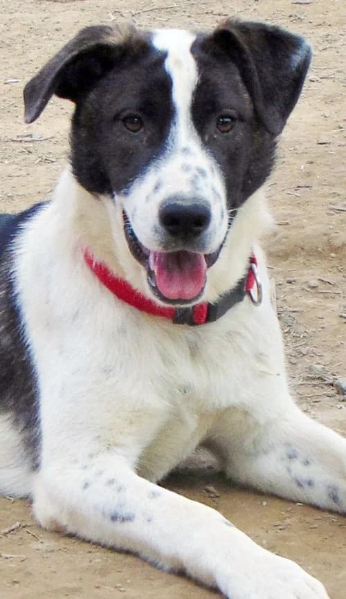 Hope, female 3yo Mixed Breed for adoption at Tierhilfe Korfu e.V., Ratingen