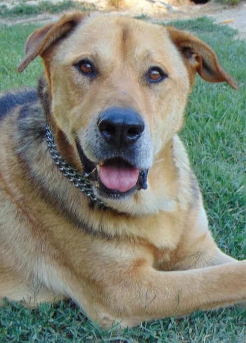 Toni, male 5yo Mixed Breed for adoption at Tierhilfe Korfu e.V., Ratingen