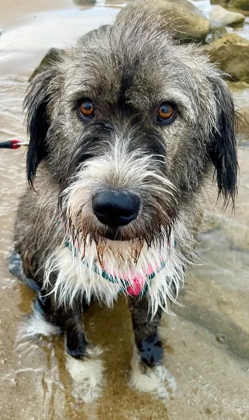 Vivica, female 4yo Mixed Breed for adoption at Tierhilfe Korfu e.V., Ratingen