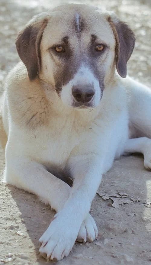 Santy, female young Mixed Breed for adoption at Tierhilfe Korfu e.V., Ratingen