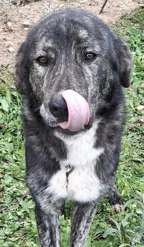 Micky, male young Mixed Breed for adoption at Tierhilfe Korfu e.V., Ratingen